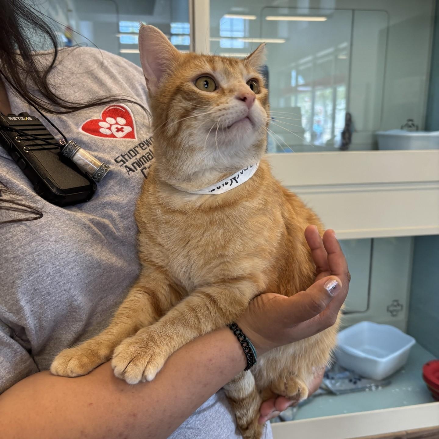 Enlarge Leonard, a ADOPTABLE Domestic Short Hair in Shorewood, IL image 2/3