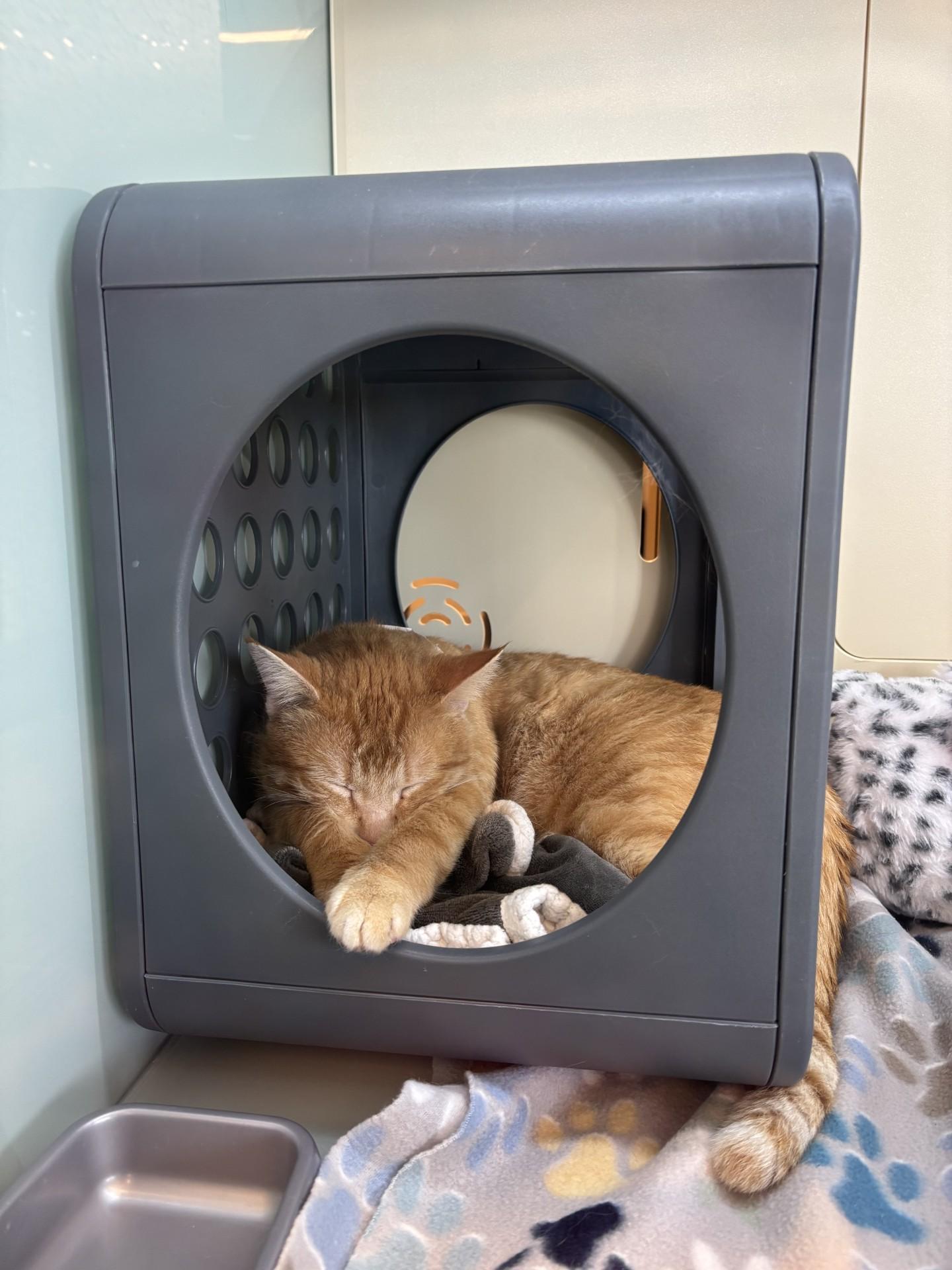 Enlarge Leonard, a ADOPTABLE Domestic Short Hair in Shorewood, IL image 3/3