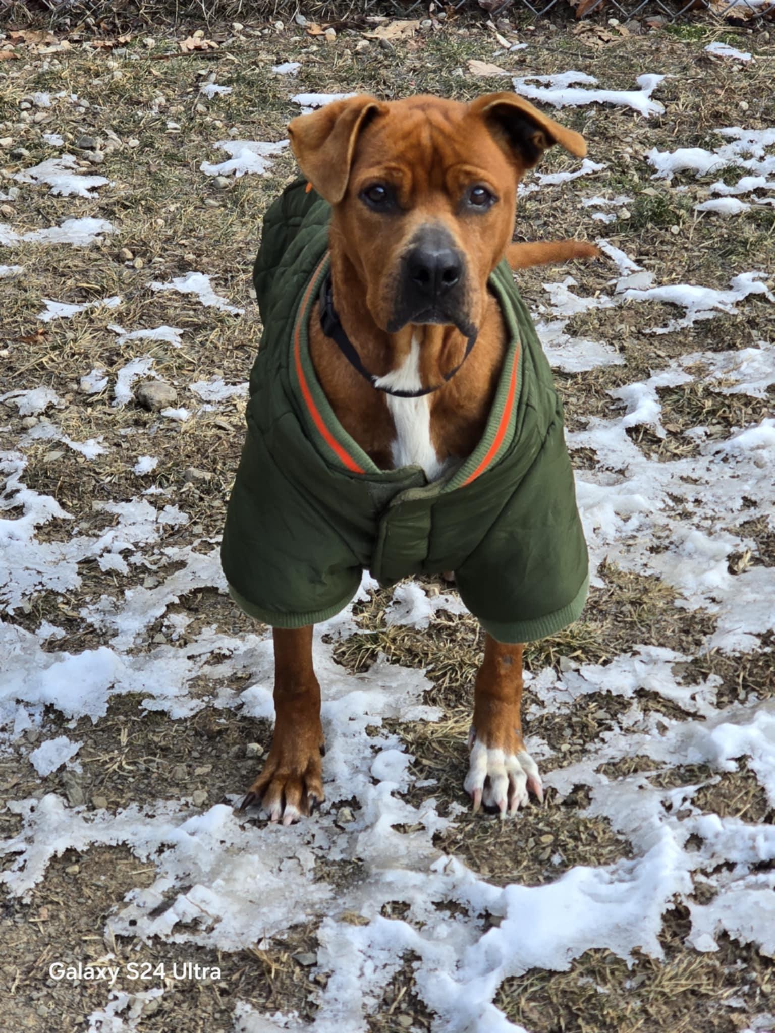 Princess, Adult Female Boxer