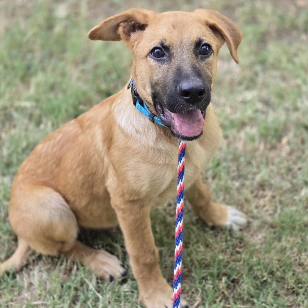 Berry, Adoptable, Puppy Male German Shepherd Dog & Dogue de Bordeaux.