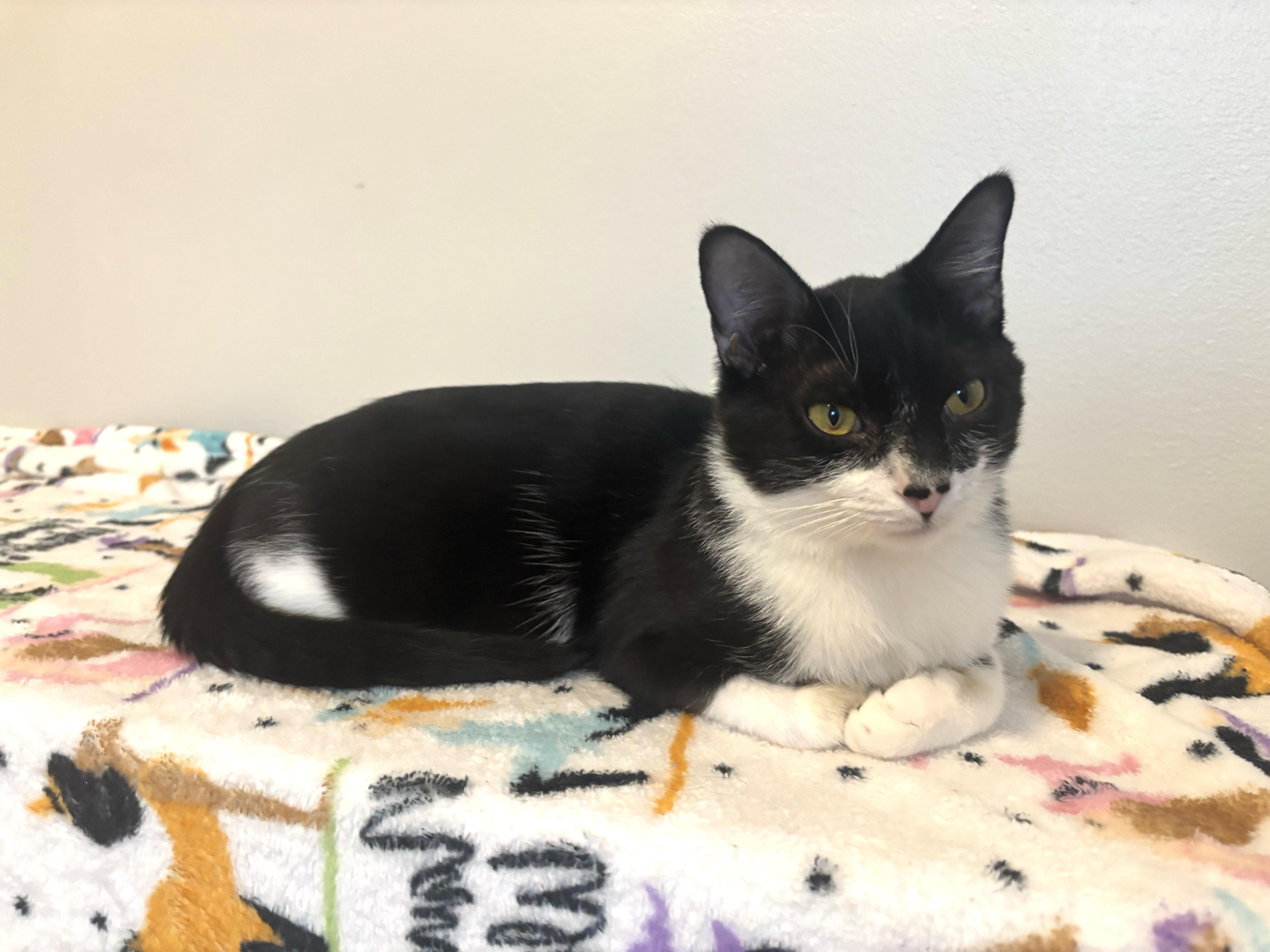 Cheese, adoptable, Young Male Domestic Short Hair.