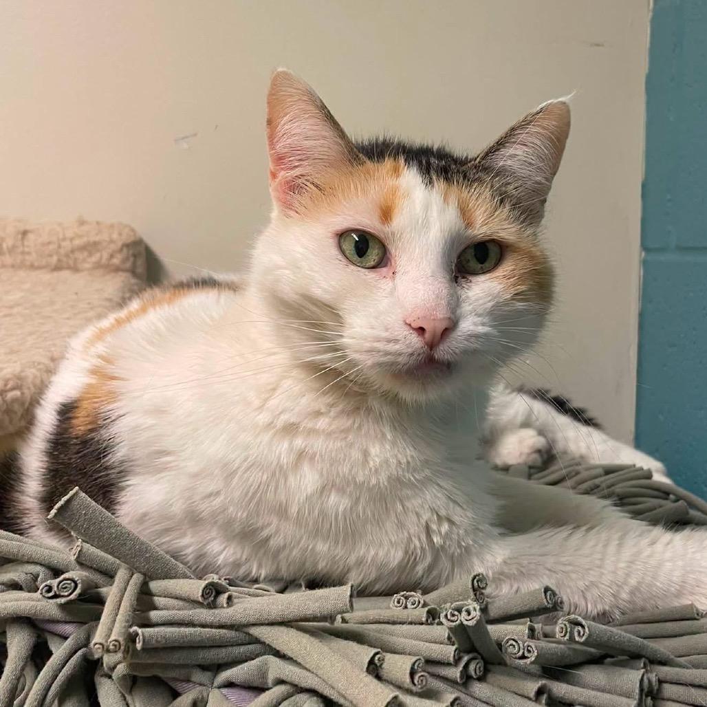 S'mores, Adoptable, Senior Female Domestic Short Hair.