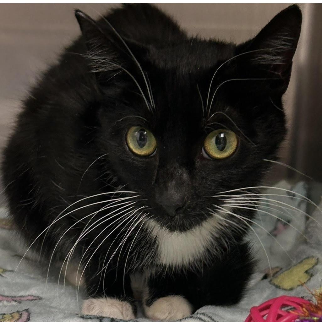 Enlarge Nitry, a Adoptable Domestic Short Hair in Hannibal, MO image 1/1