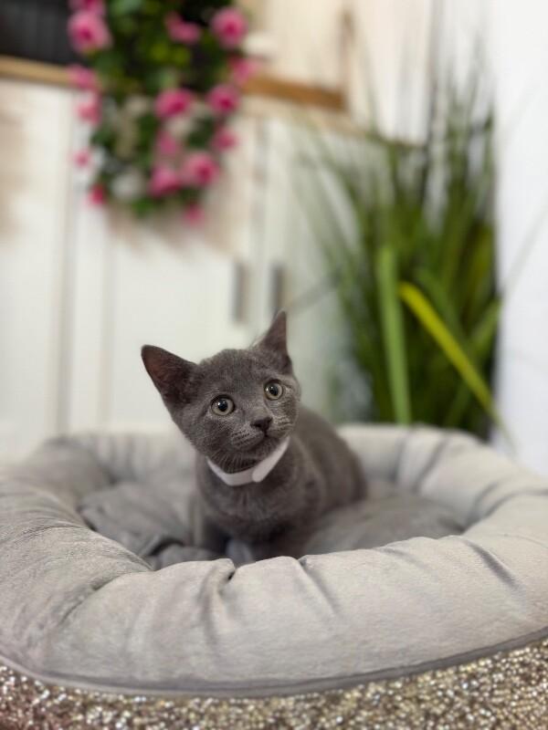 Cat for adoption - Minnie River, a Domestic Short Hair Mix in Twin ...