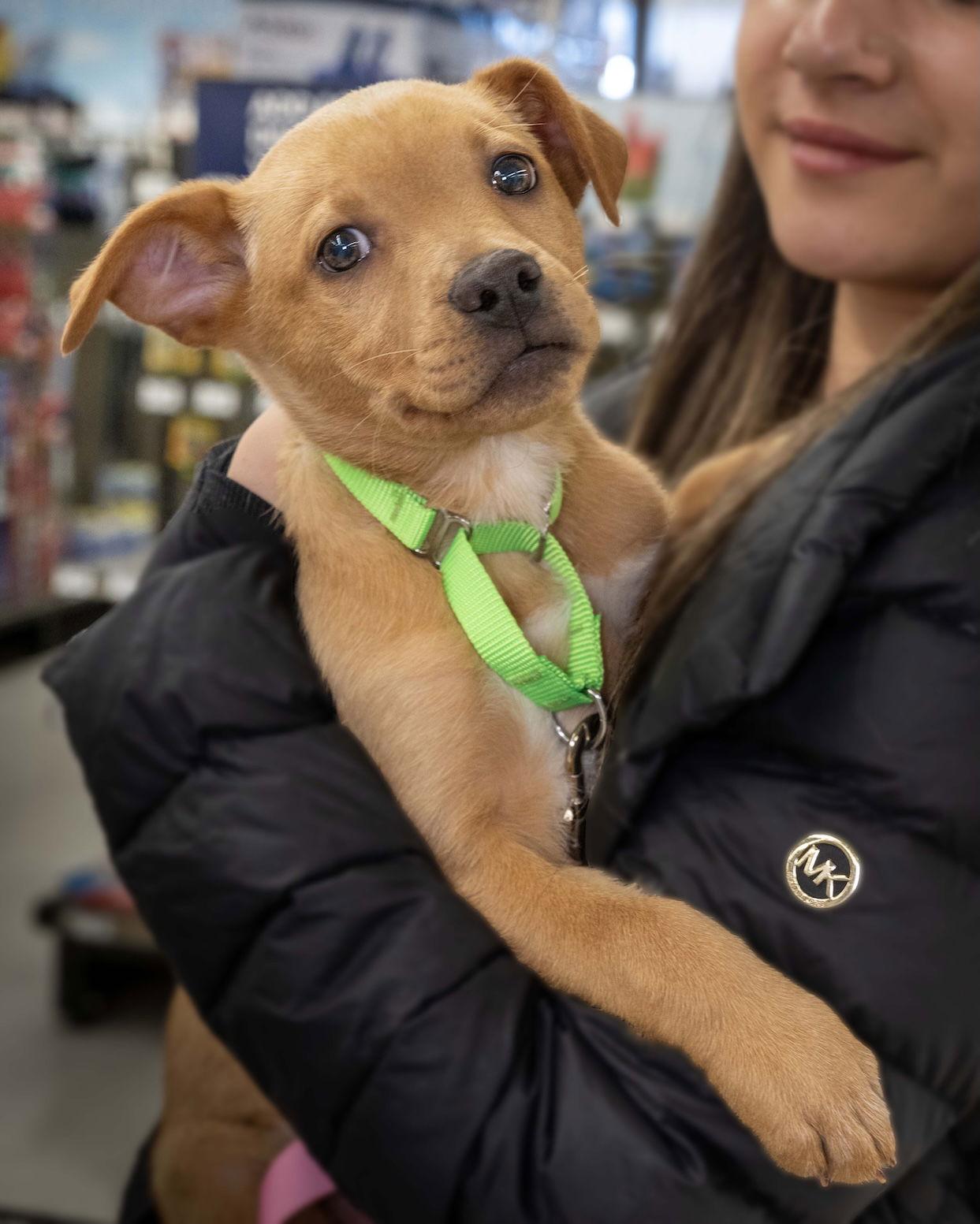 Lola, Adoptable, Young Female Labrador Retriever.