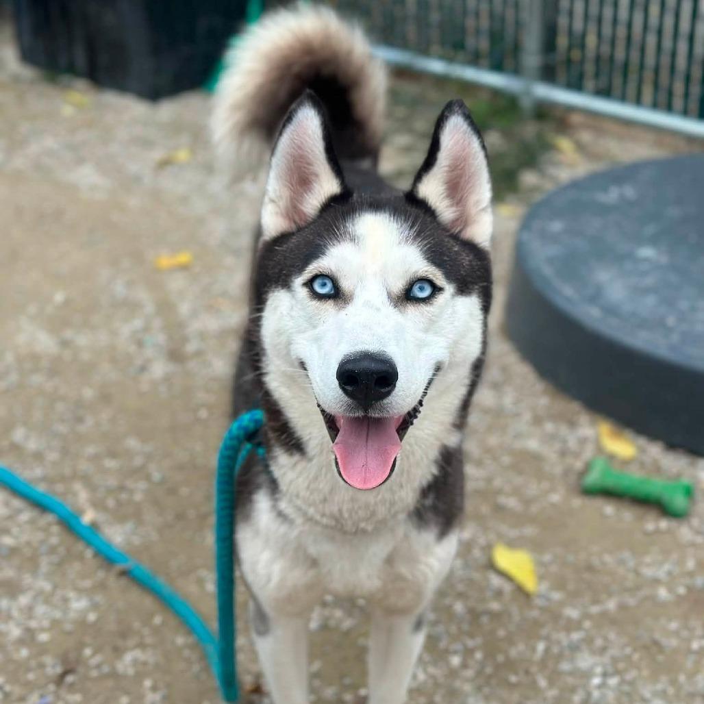 "Frankie", a Adoptable Husky in Conshohocken, PA image 1/6