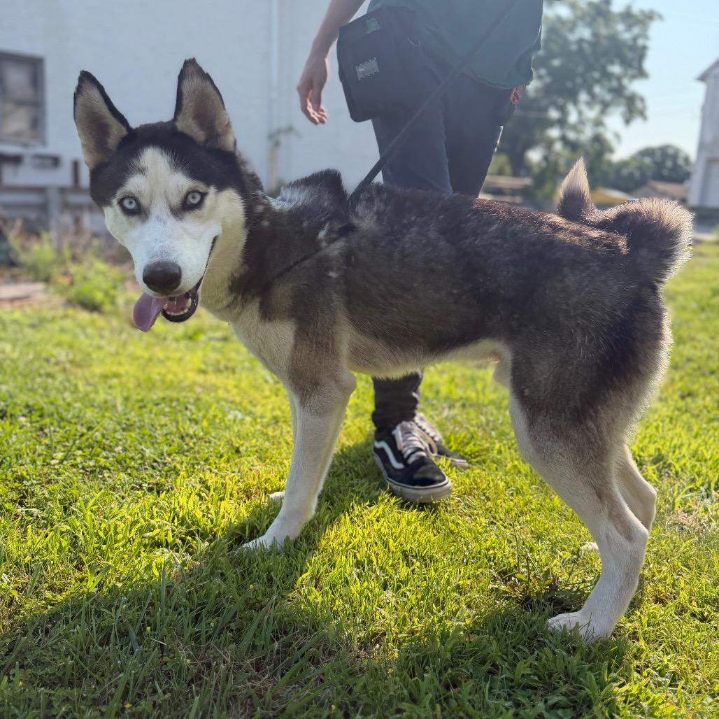 "Frankie", a Adoptable Husky in Conshohocken, PA image 2/6