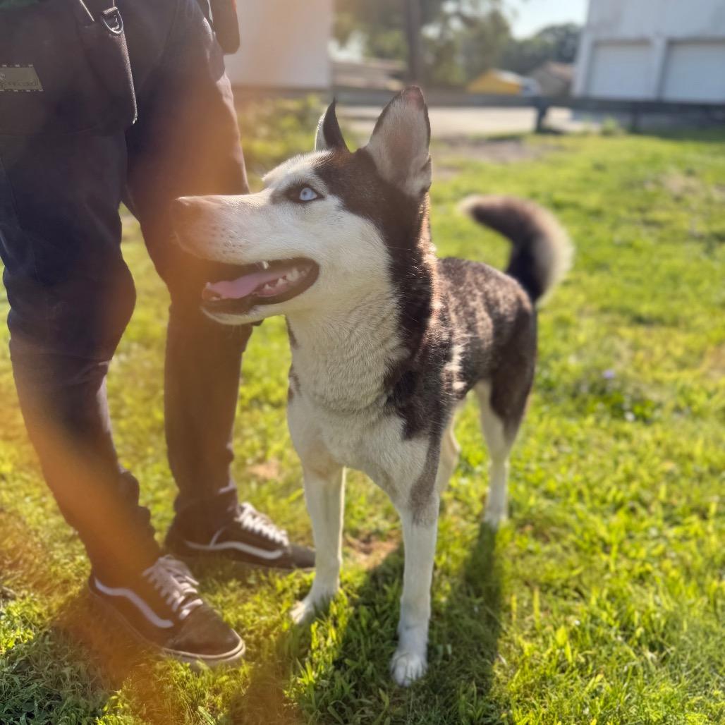 "Frankie", a Adoptable Husky in Conshohocken, PA image 3/6