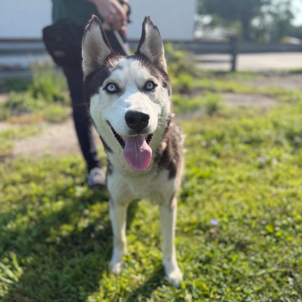 "Frankie", a Adoptable Husky in Conshohocken, PA image 4/6