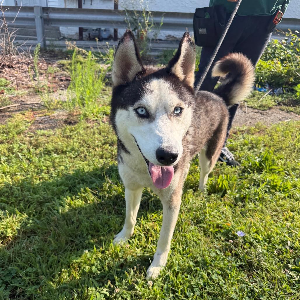 "Frankie", a Adoptable Husky in Conshohocken, PA image 5/6