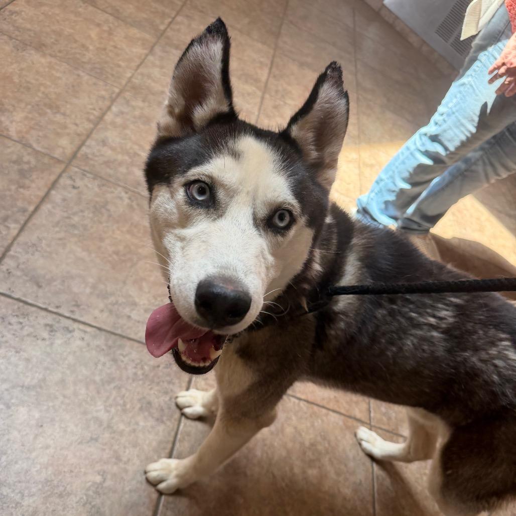 "Frankie", a Adoptable Husky in Conshohocken, PA image 6/6