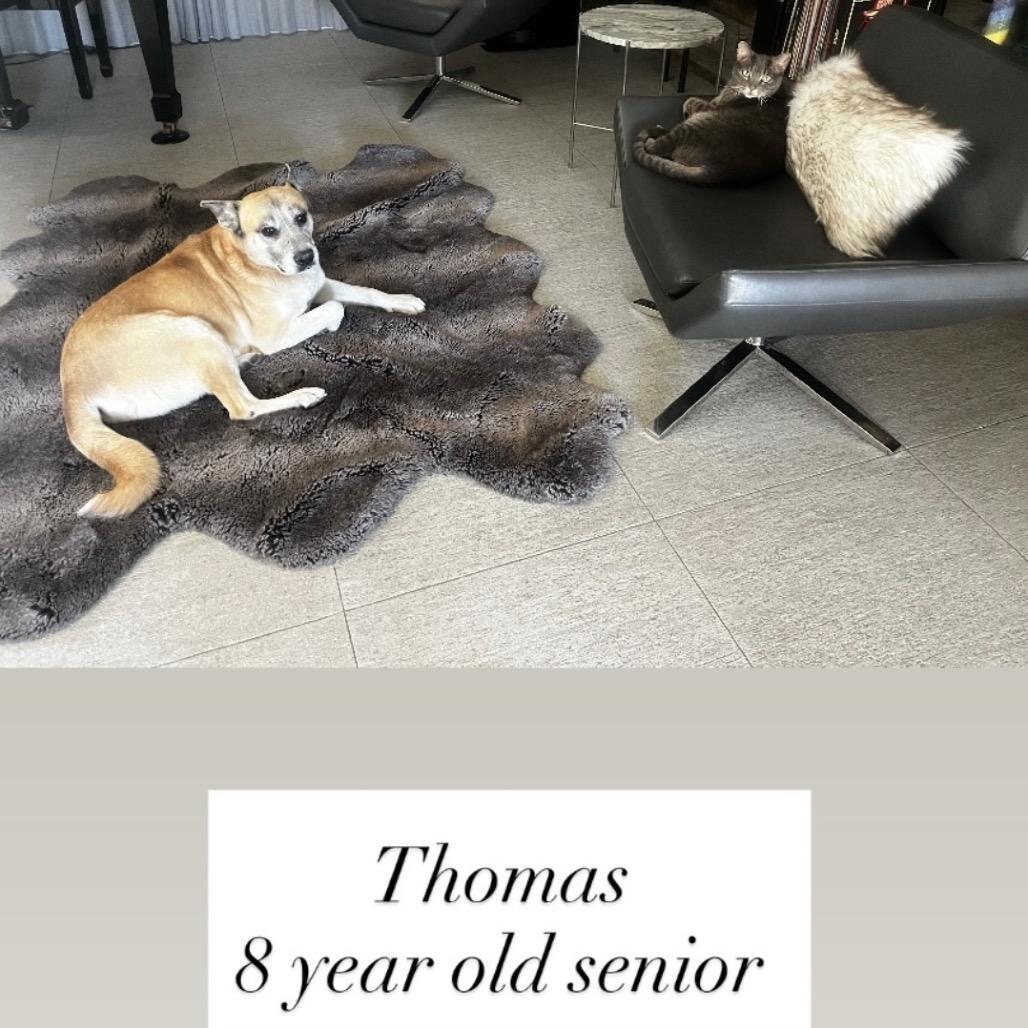 Thomas, Adoptable, Senior Male Mixed Breed.