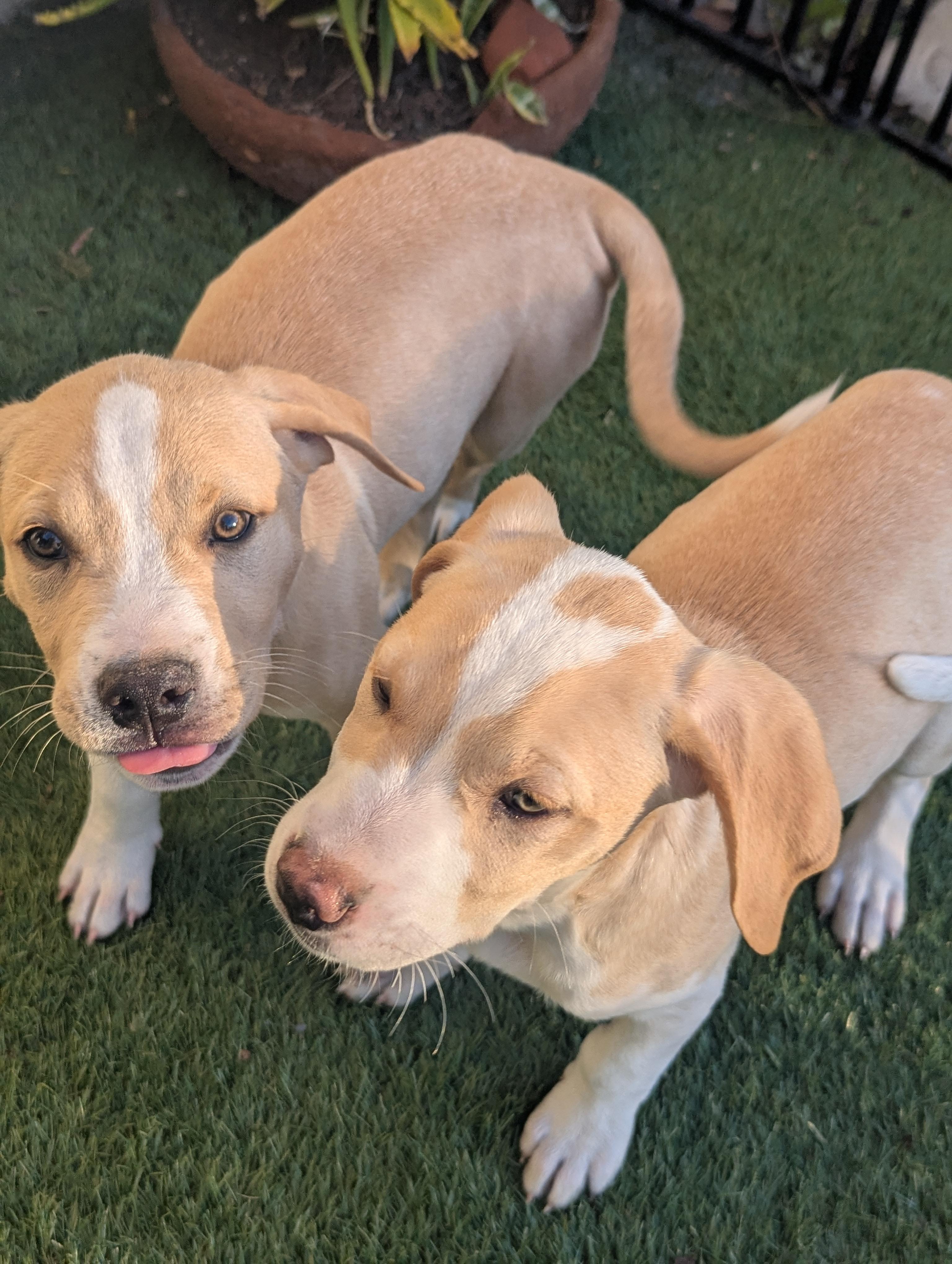 Enlarge OAKLEY , a Adoptable mixed breed in Portland, OR image 2/6