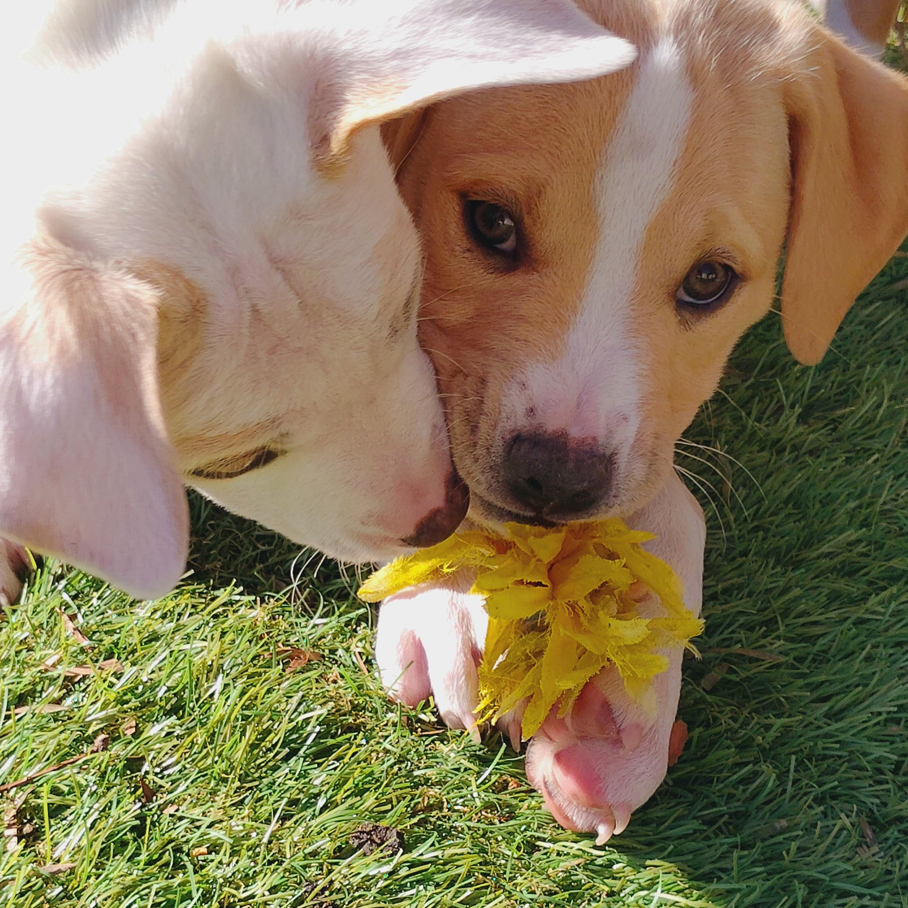 Enlarge OAKLEY , a Adoptable mixed breed in Portland, OR image 6/6