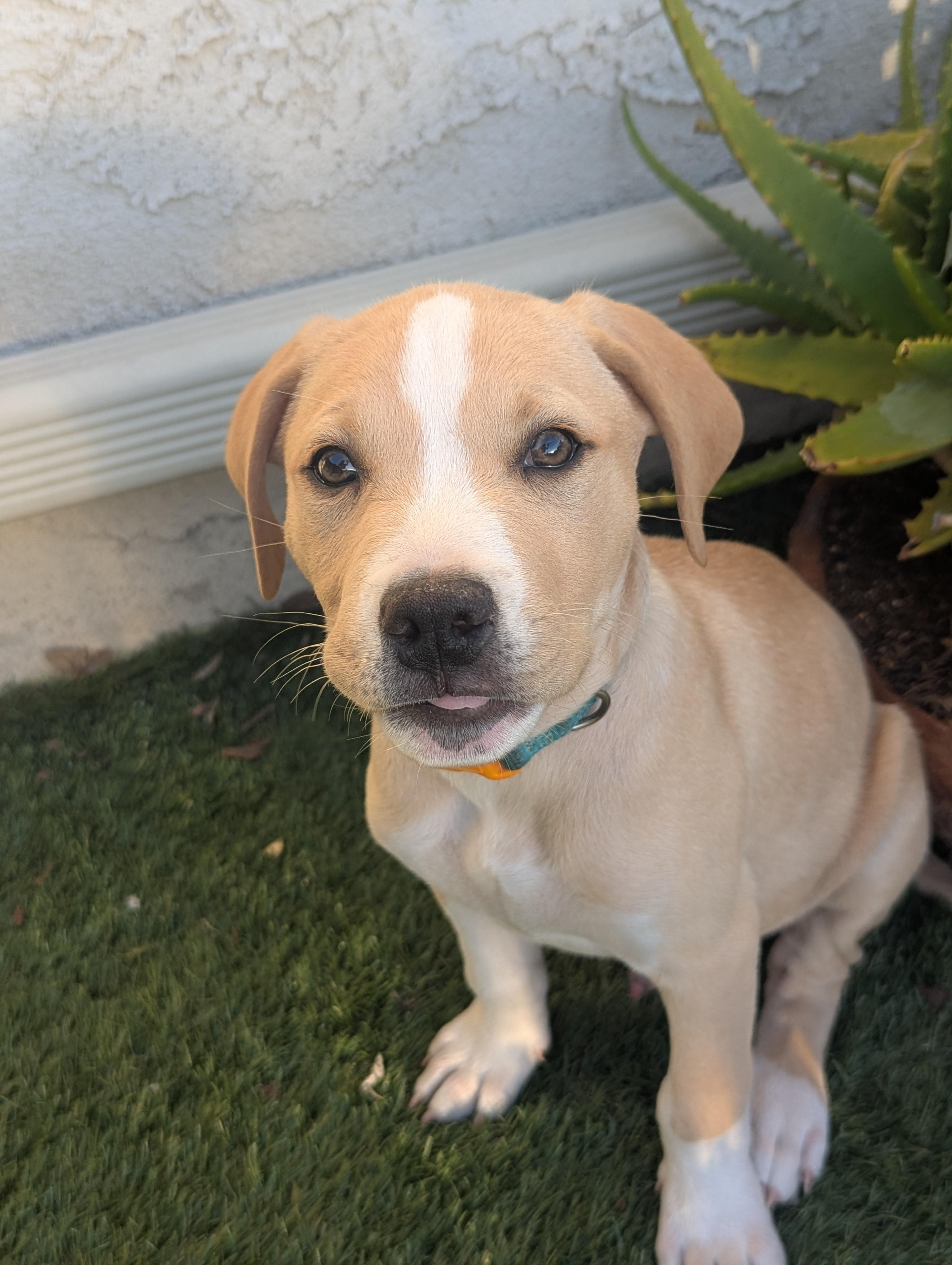 Enlarge OAKLEY , a Adoptable mixed breed in Portland, OR image 3/6
