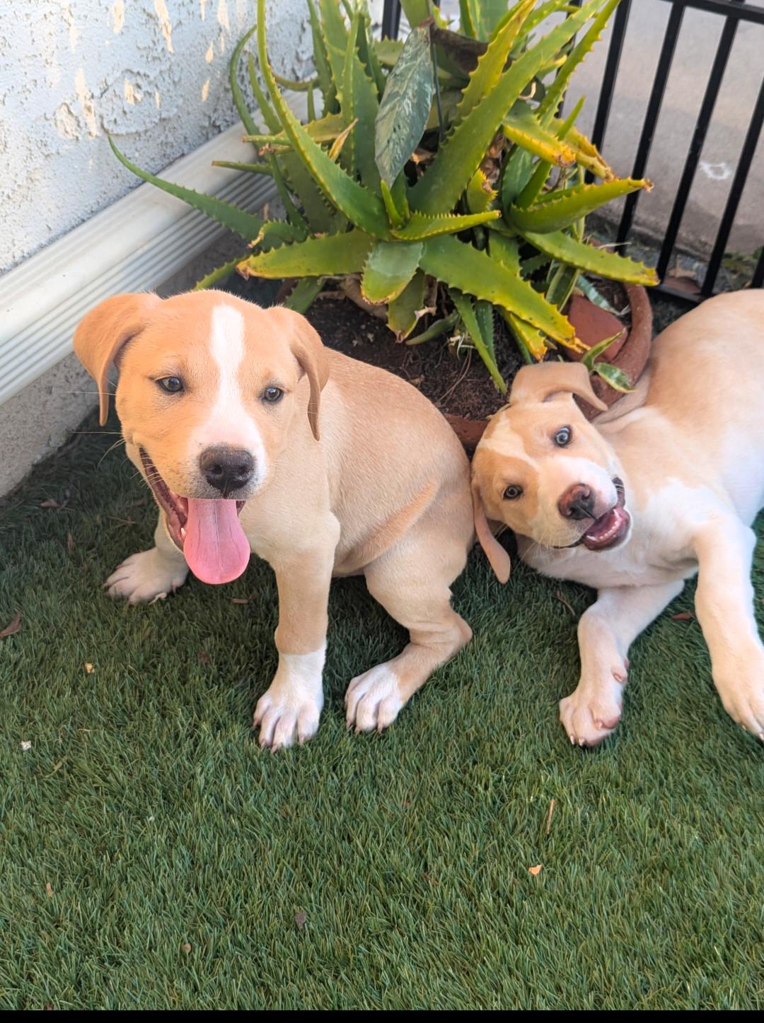 Enlarge OAKLEY , a Adoptable mixed breed in Portland, OR image 4/6