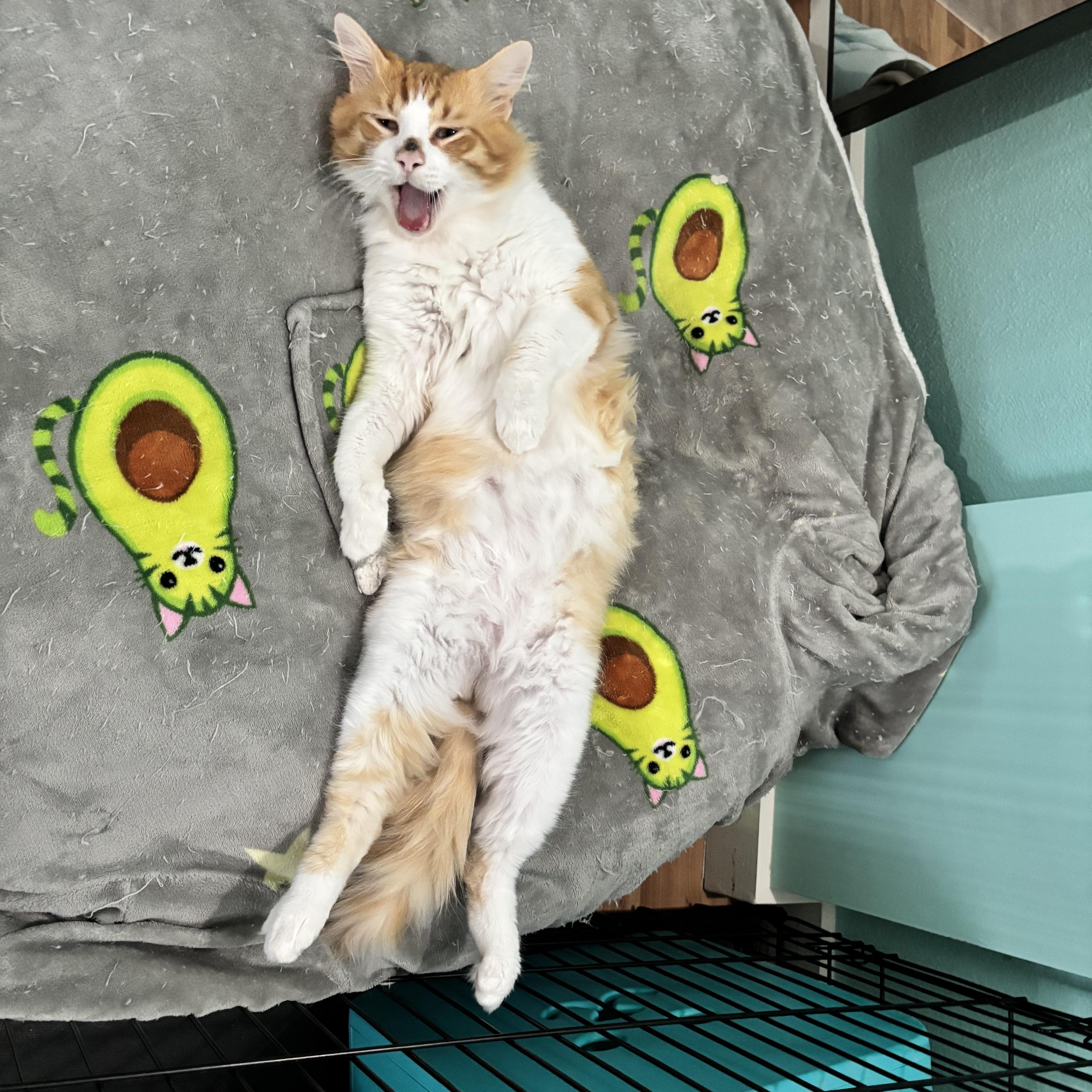 Enlarge THOMAS GINGE - HUGGABLE HEARTTHROB, a Adoptable Domestic Short Hair in Plano, TX image 5/6