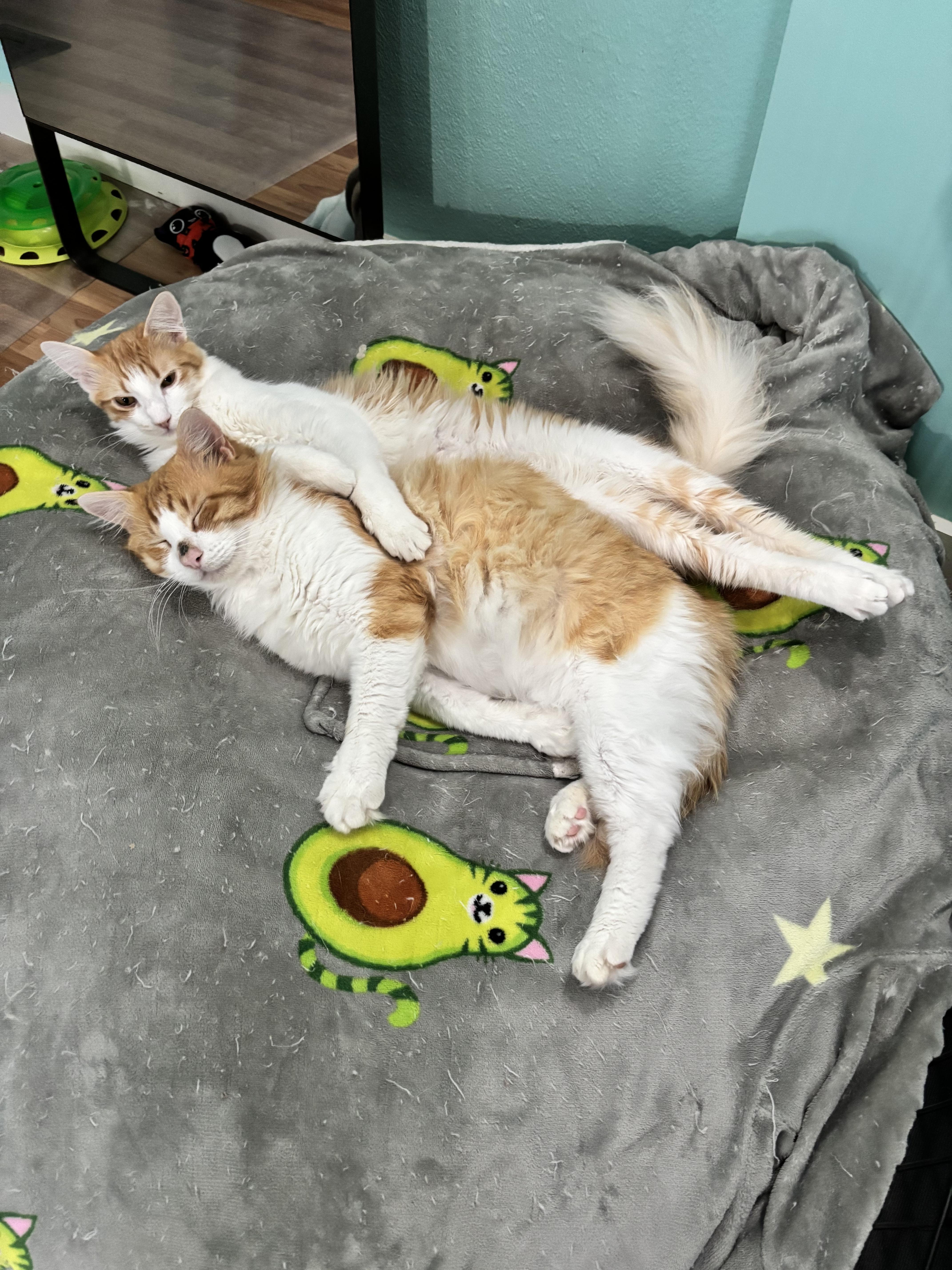 Enlarge THOMAS GINGE - HUGGABLE HEARTTHROB, a Adoptable Domestic Short Hair in Plano, TX image 6/6