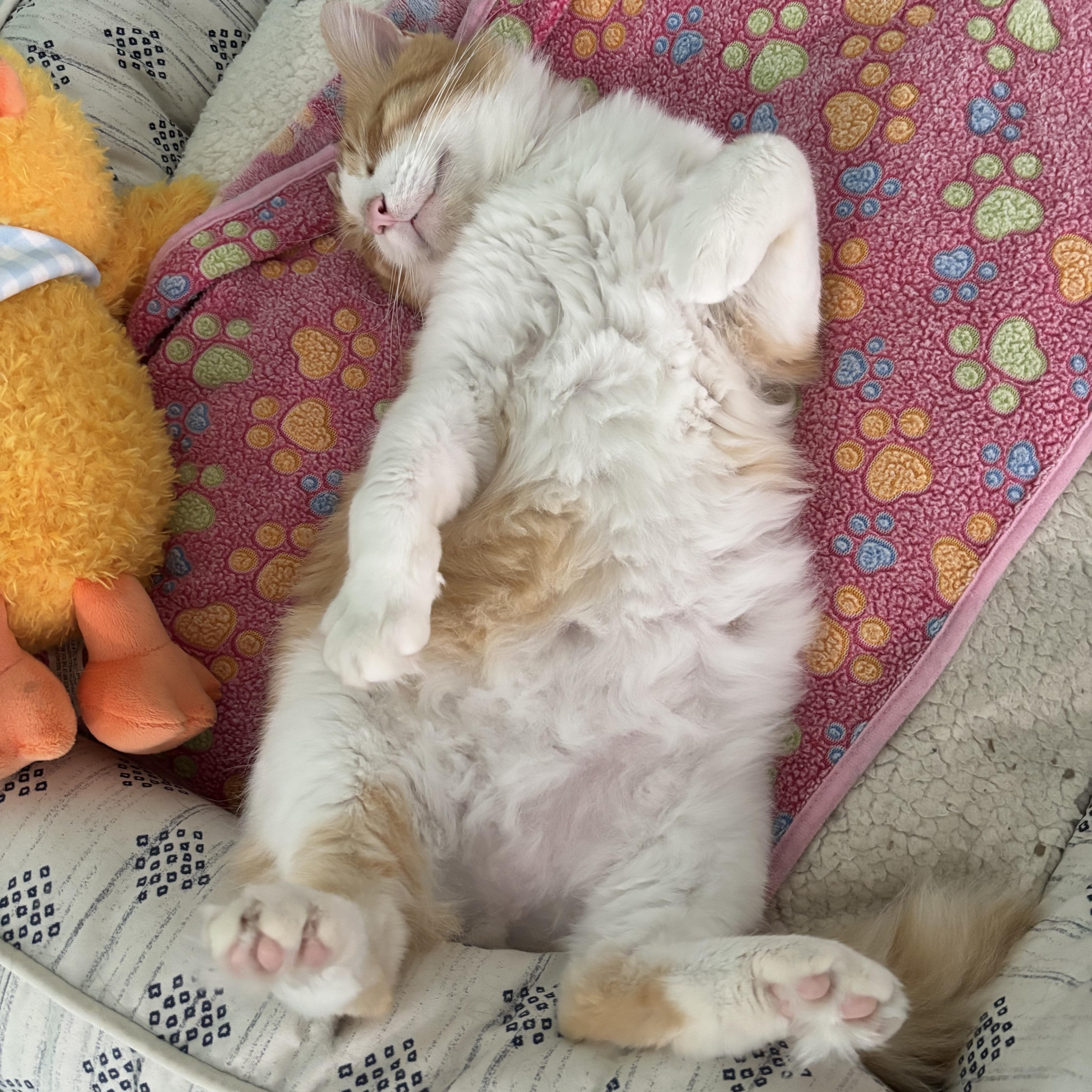 Enlarge THOMAS GINGE - HUGGABLE HEARTTHROB, a Adoptable Domestic Short Hair in Plano, TX image 3/6