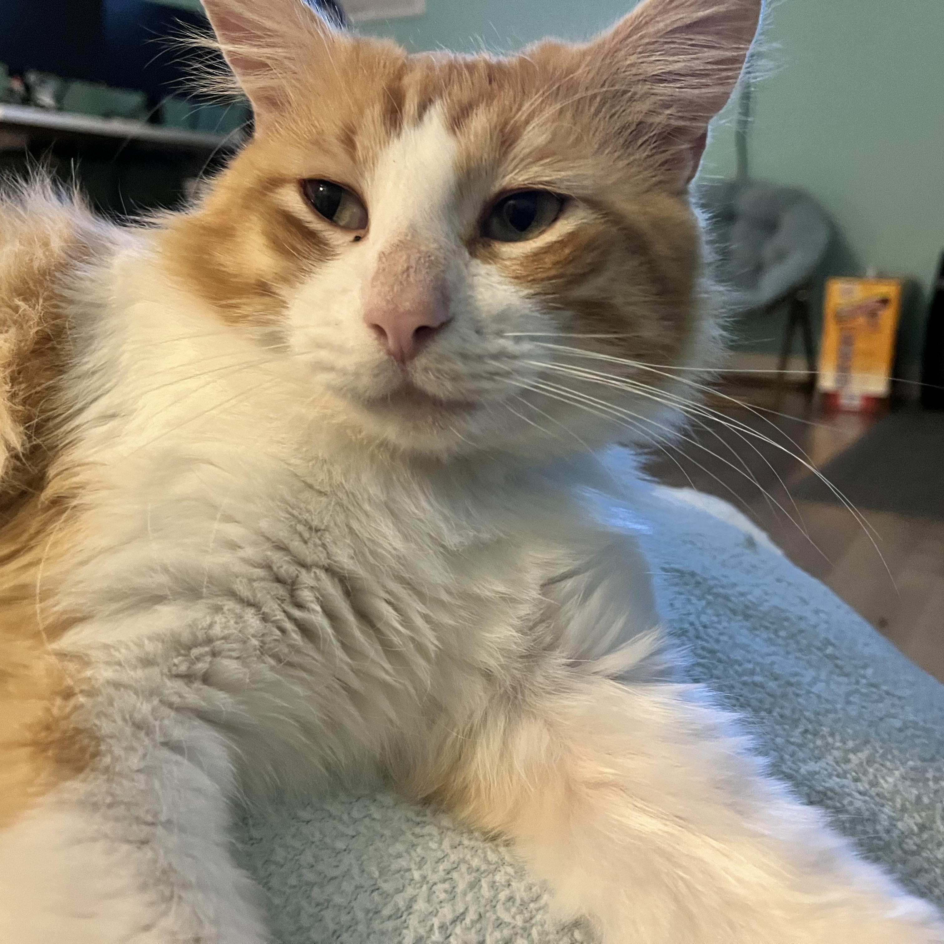 Enlarge THOMAS GINGE - HUGGABLE HEARTTHROB, a Adoptable Domestic Short Hair in Plano, TX image 1/6