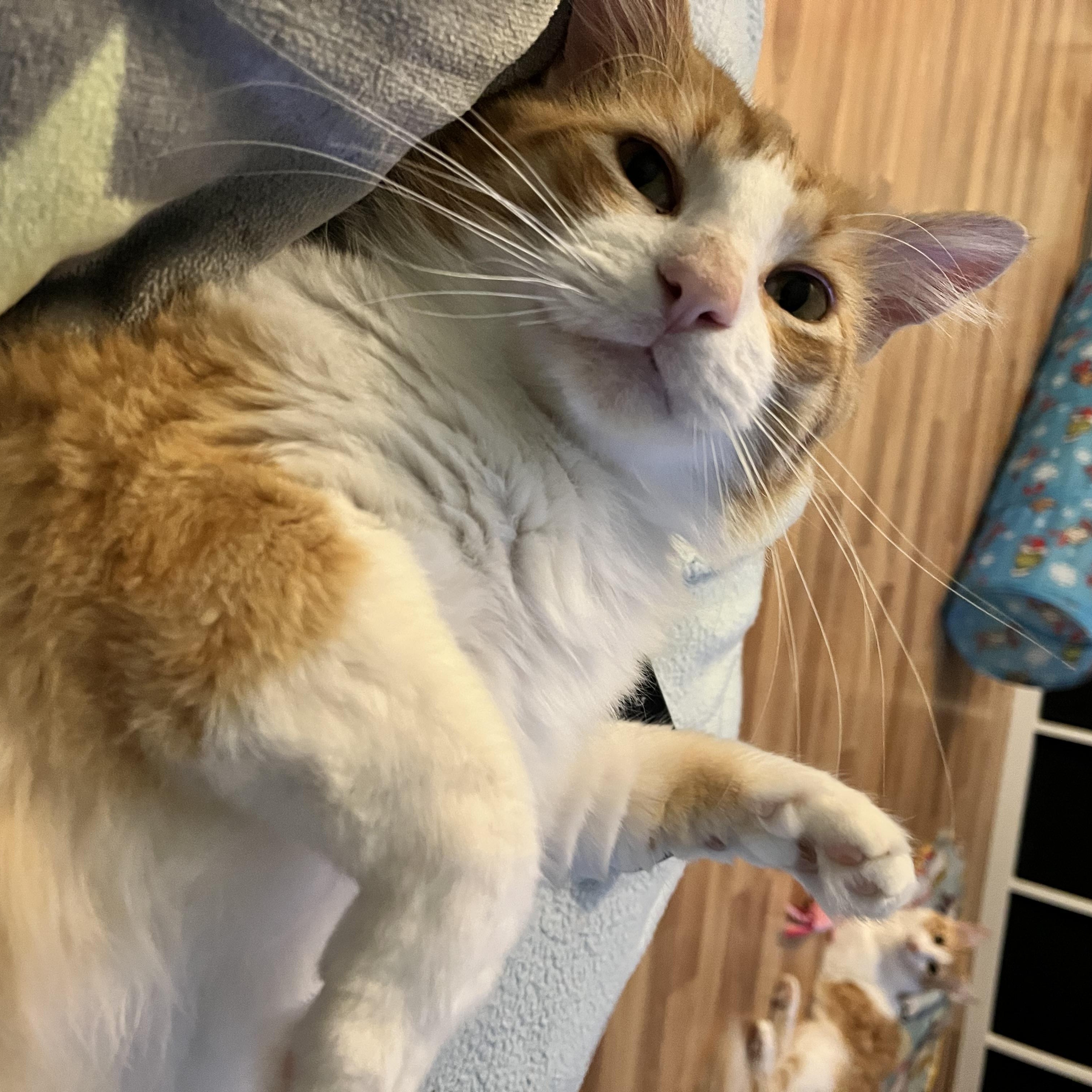 Enlarge THOMAS GINGE - HUGGABLE HEARTTHROB, a Adoptable Domestic Short Hair in Plano, TX image 2/6