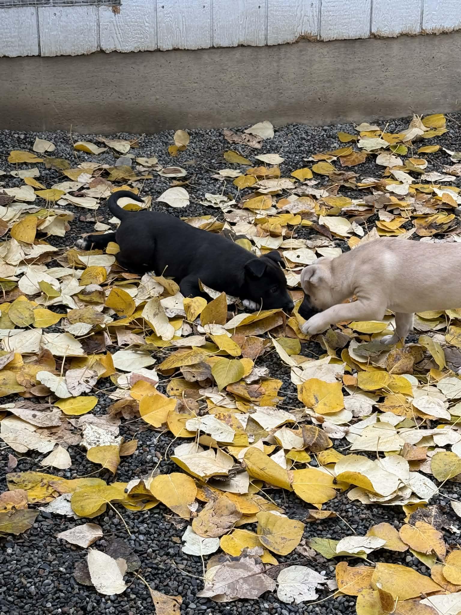 Mercury, adopted, Puppy Male Mixed Breed.