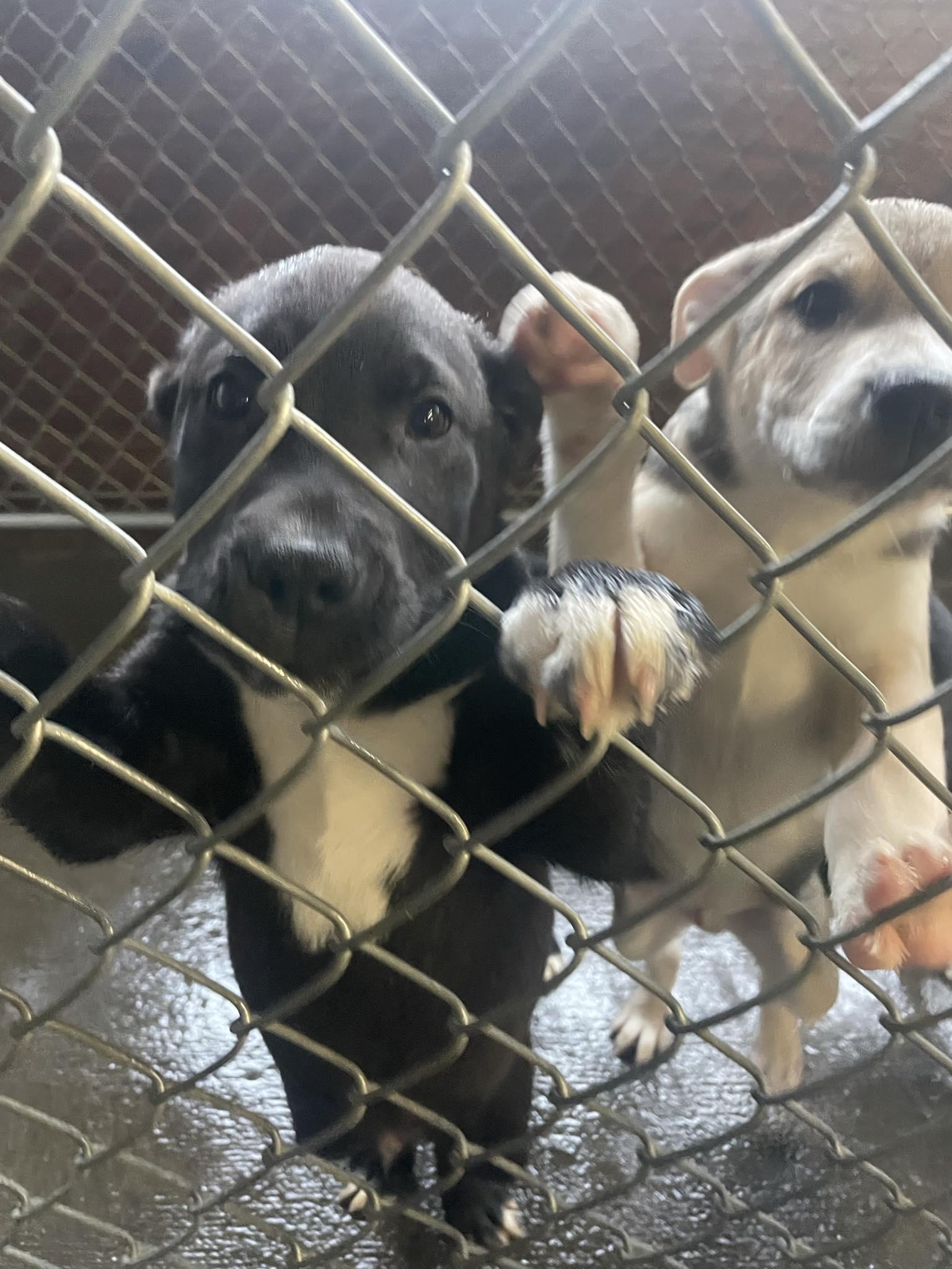 Enlarge Mercury, an adopted Mixed Breed in St. Maries, ID image 3/3