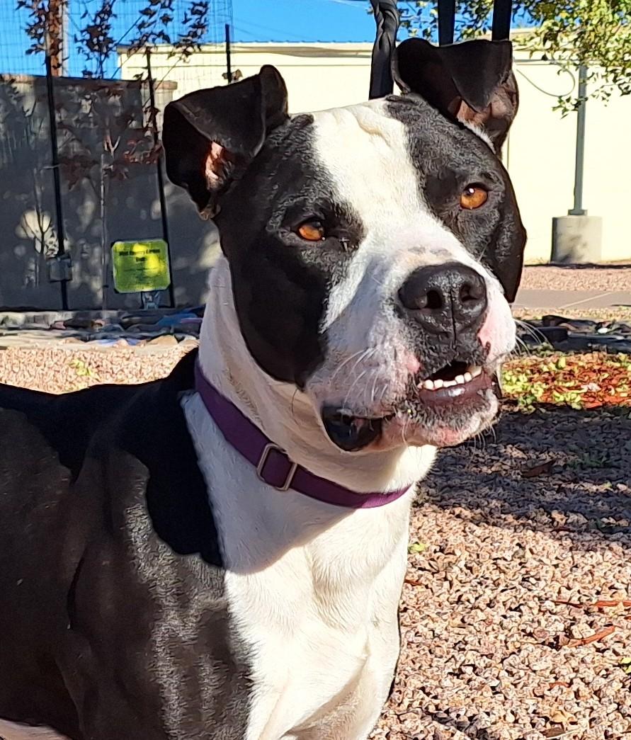 Enlarge Kylo, a Adoptable mixed breed in Payson, AZ image 1/6