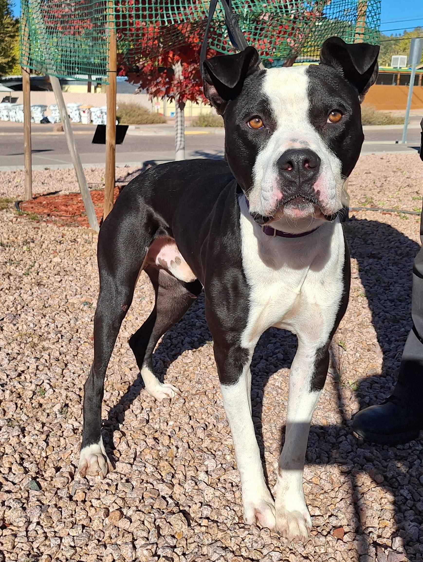 Enlarge Kylo, a Adoptable mixed breed in Payson, AZ image 2/6