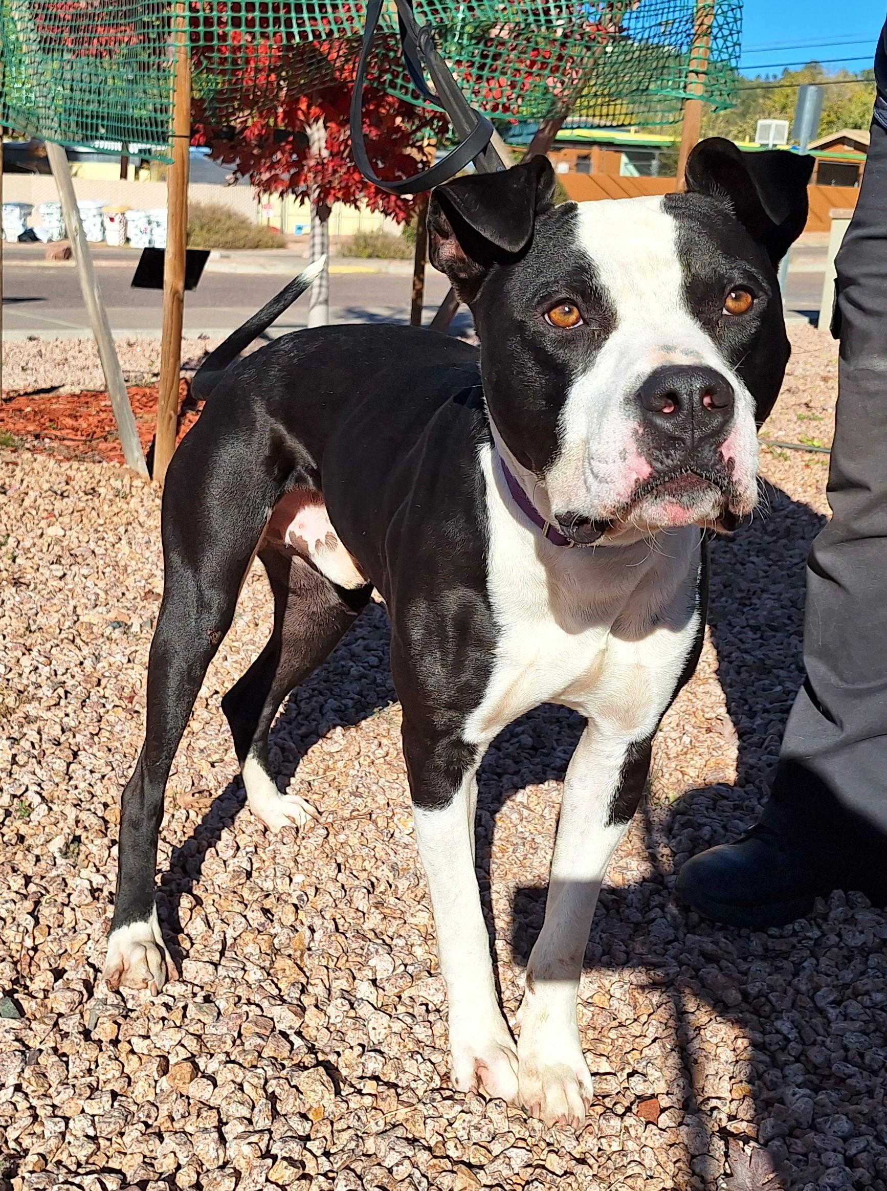Enlarge Kylo, a Adoptable mixed breed in Payson, AZ image 3/6