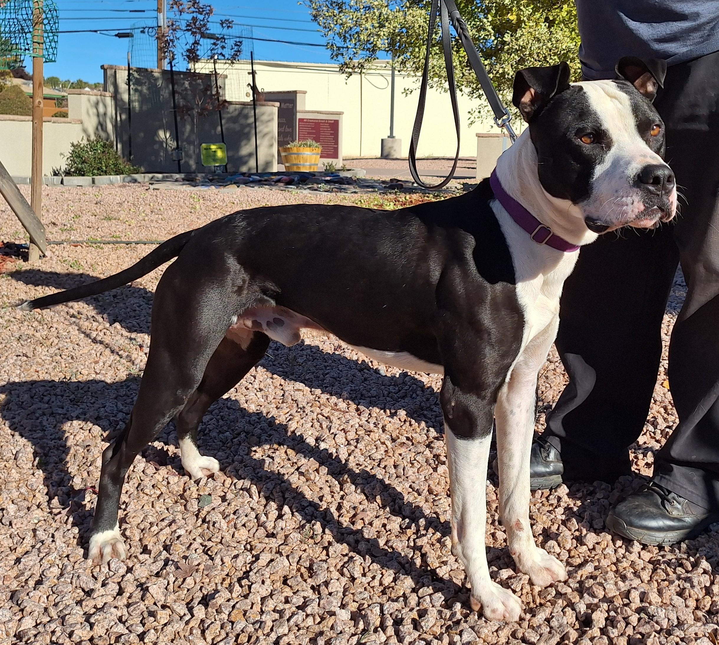 Enlarge Kylo, a Adoptable mixed breed in Payson, AZ image 4/6