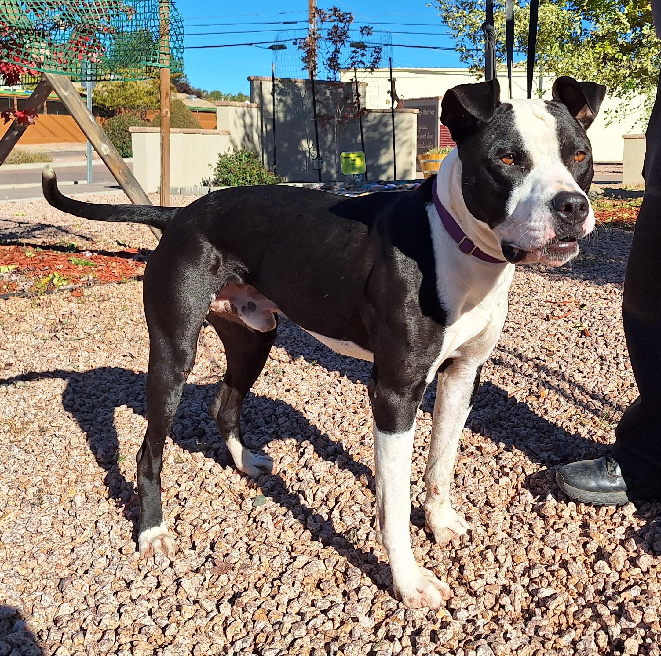 Enlarge Kylo, a Adoptable mixed breed in Payson, AZ image 5/6