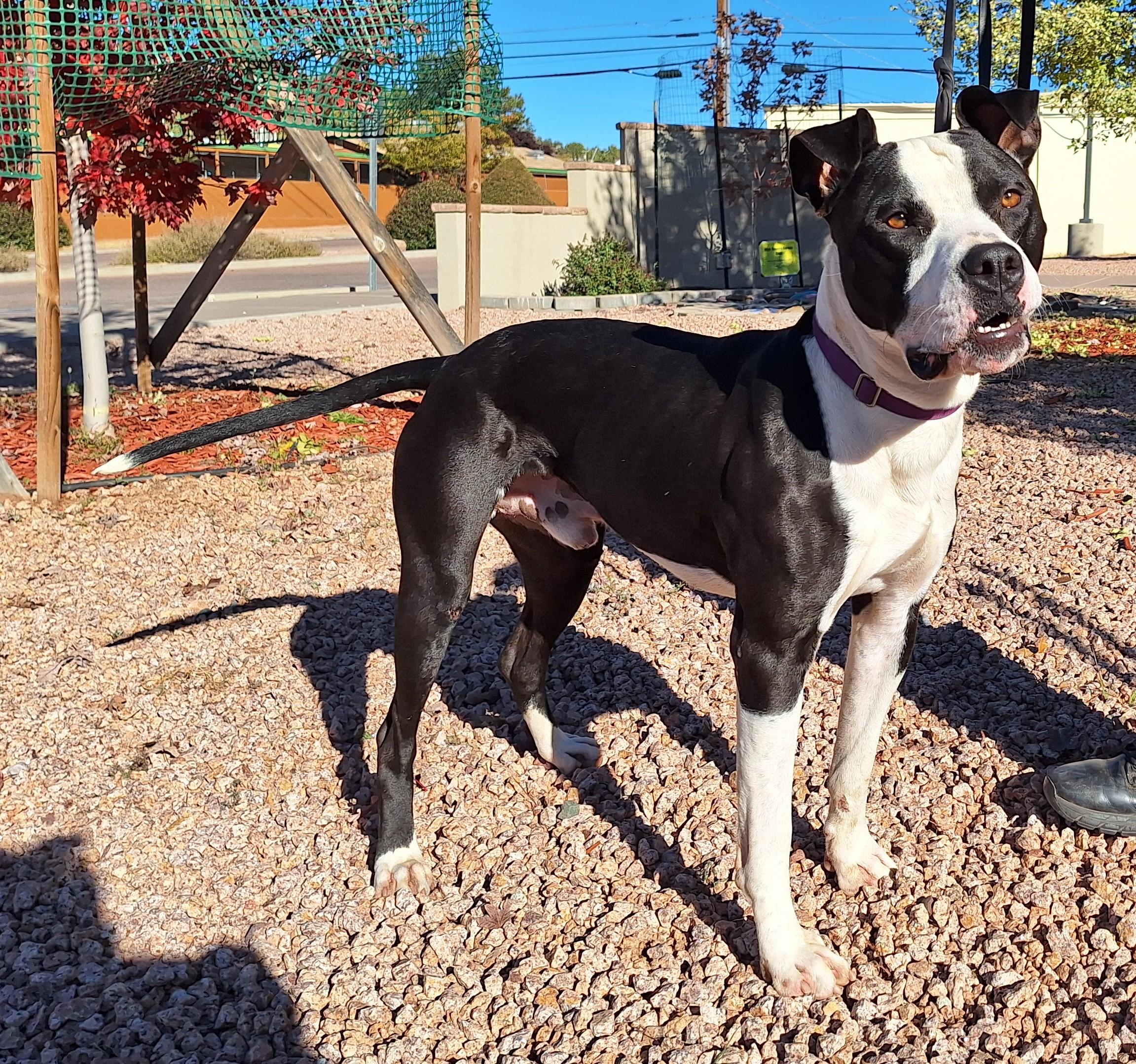 Enlarge Kylo, a Adoptable mixed breed in Payson, AZ image 6/6