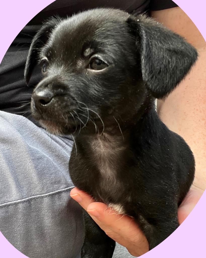 Enlarge Tulip, a Adoptable mixed breed in College Station, TX image 1/6