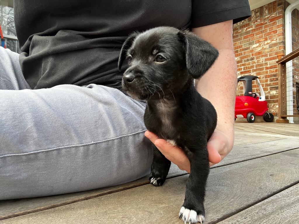 Enlarge Tulip, a Adoptable mixed breed in College Station, TX image 2/6