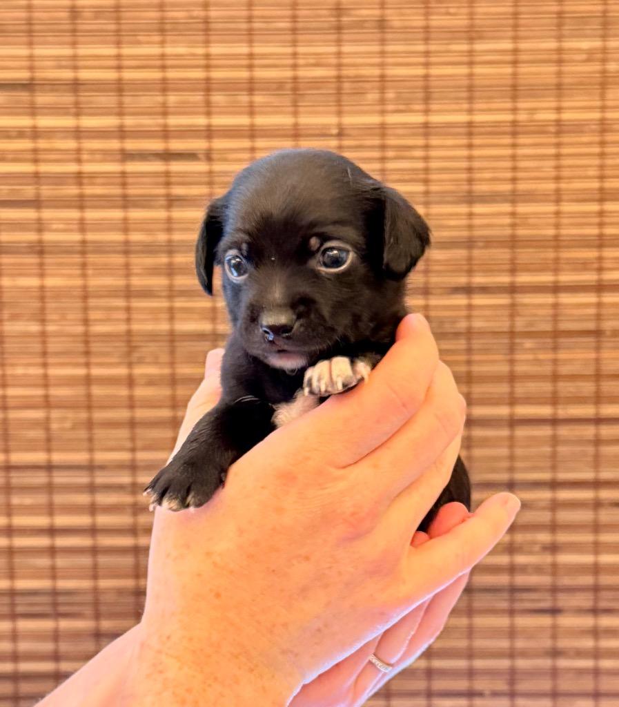 Enlarge Tulip, a Adoptable mixed breed in College Station, TX image 3/6