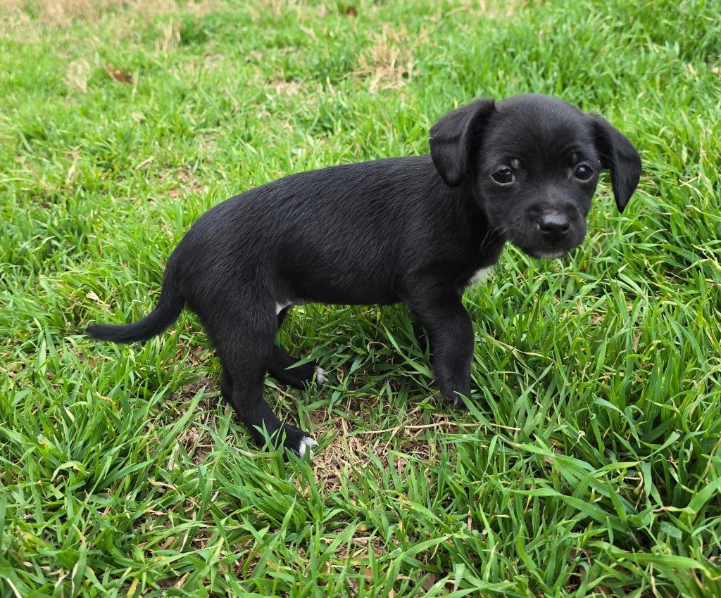 Enlarge Tulip, a Adoptable mixed breed in College Station, TX image 5/6