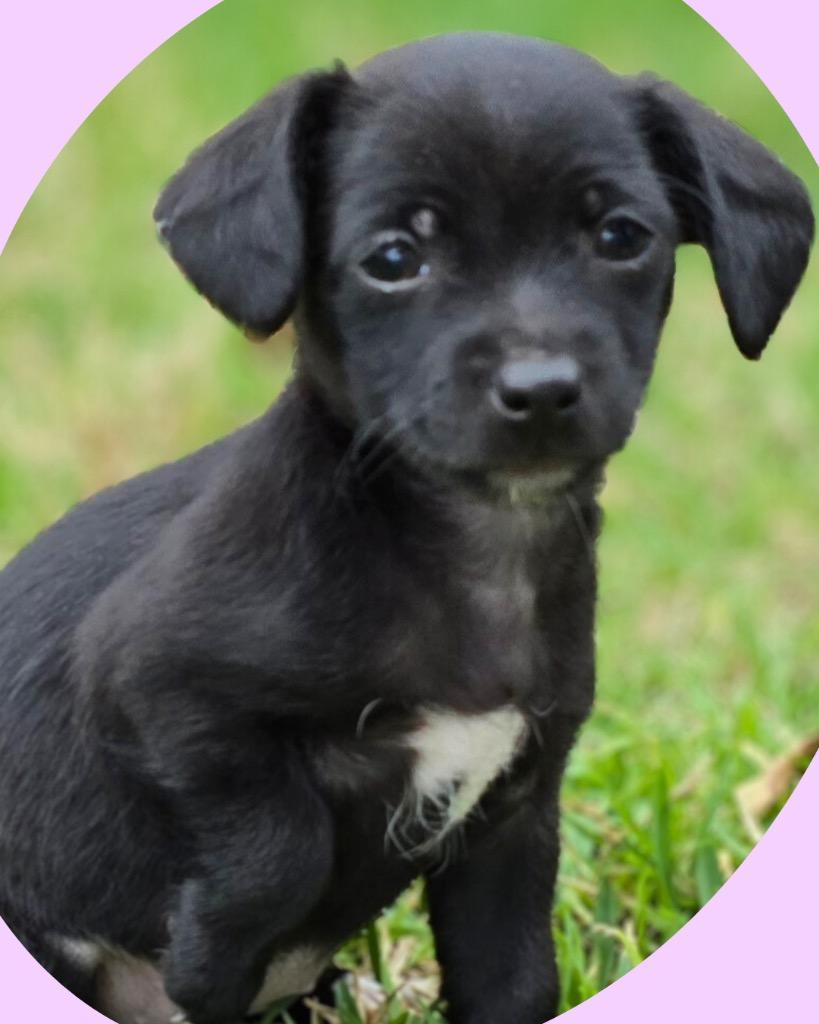 Enlarge Tulip, a Adoptable mixed breed in College Station, TX image 6/6