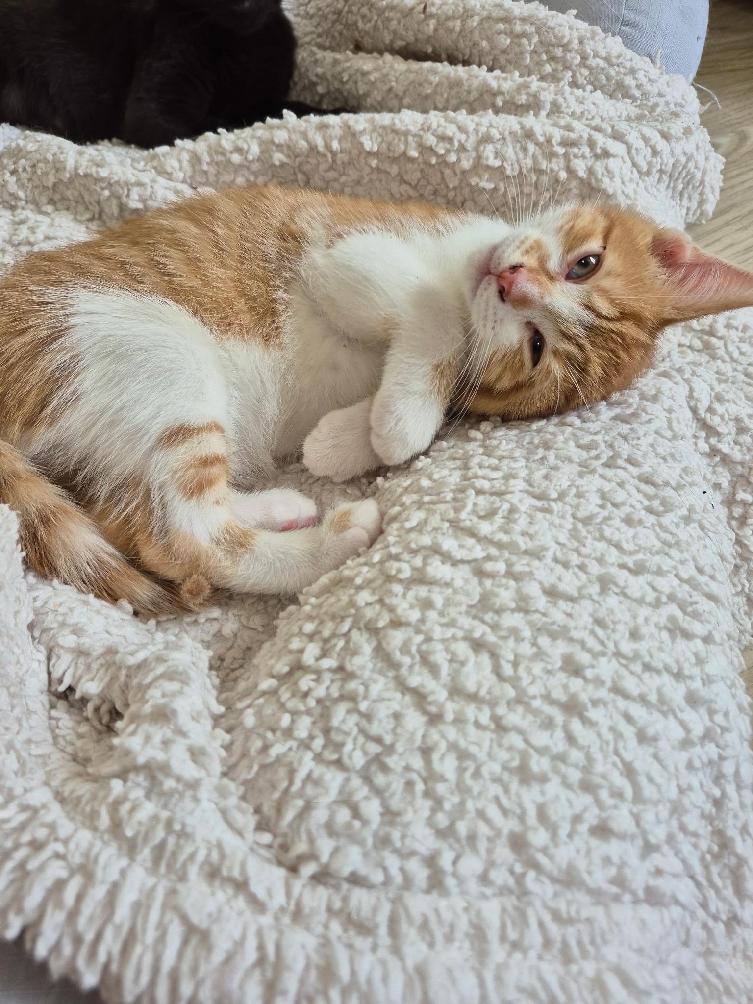 Freckles, adopted, Young Male Domestic Short Hair.