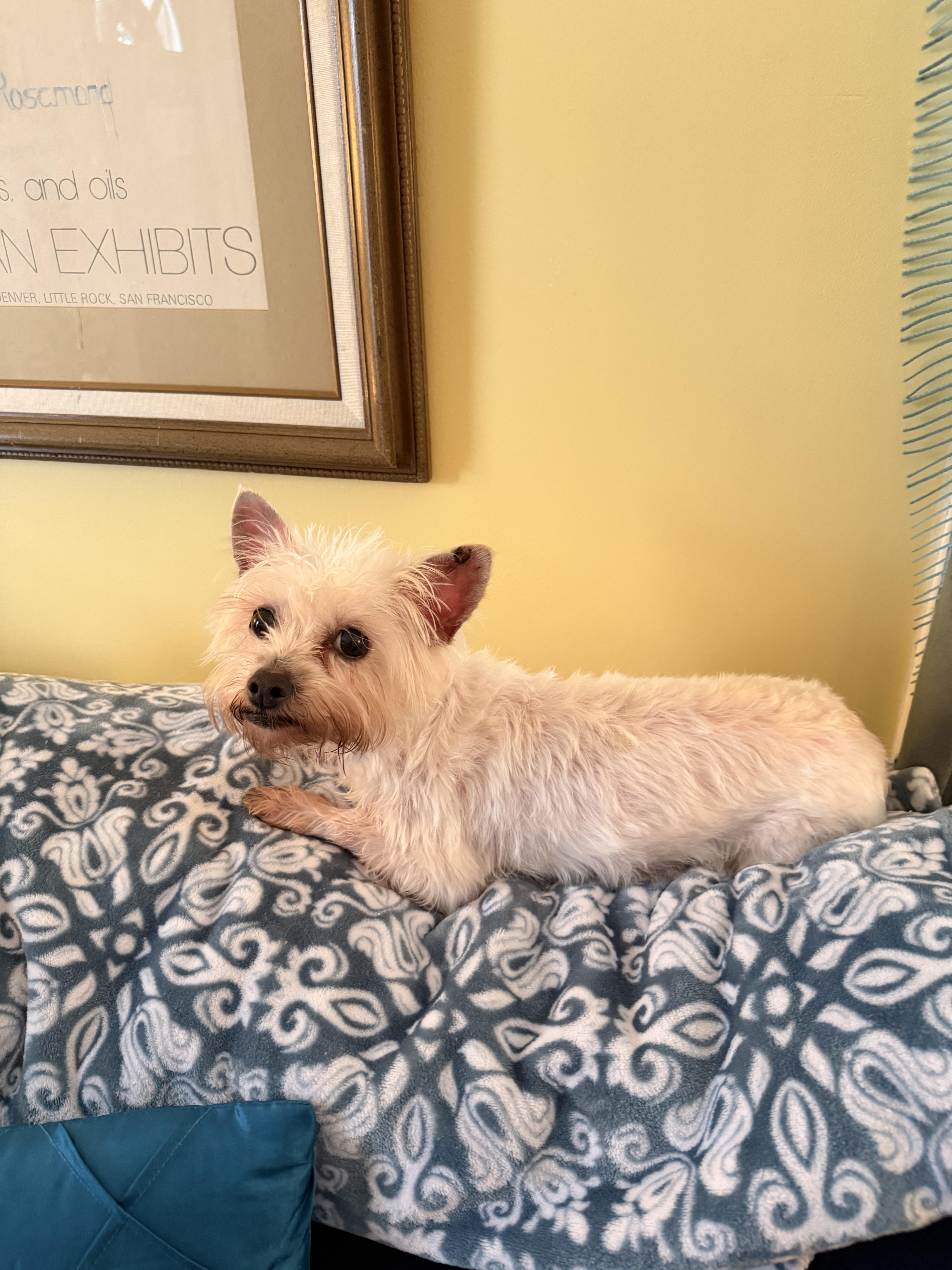 Fiona, a ADOPTABLE Morkie in Richmond, VA image 2/2