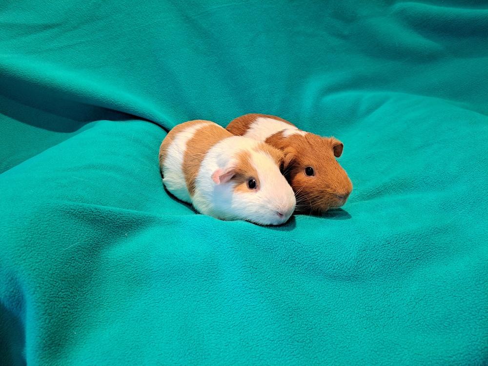 Huevos and Rancheros, Adoptable, Adult Male Guinea Pig & Guinea Pig.