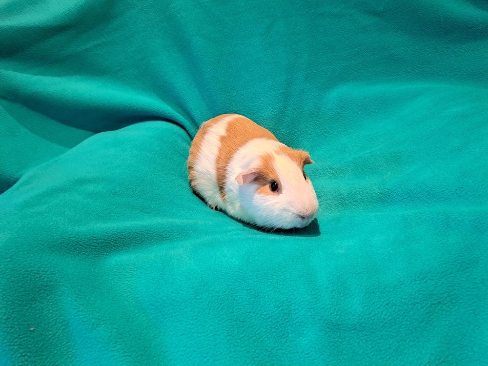 Huevos and Rancheros, a Adoptable mixed breed in South Bend, IN image 2/5