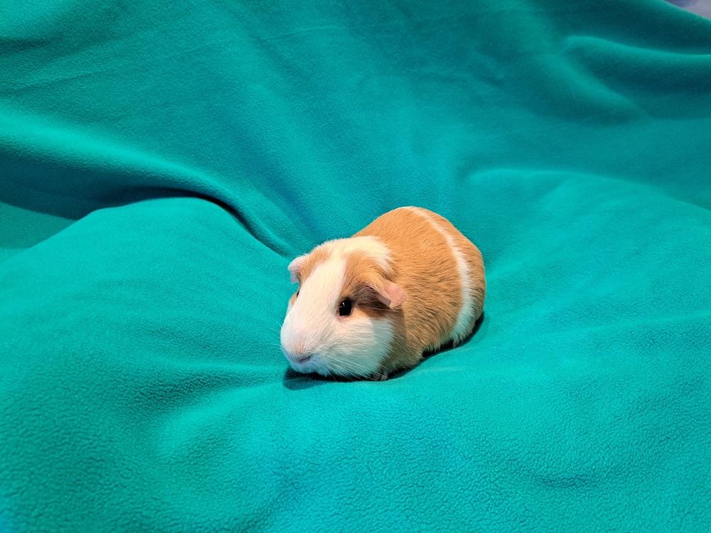 Huevos and Rancheros, a Adoptable mixed breed in South Bend, IN image 3/5