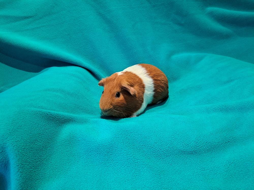 Huevos and Rancheros, a Adoptable mixed breed in South Bend, IN image 4/5