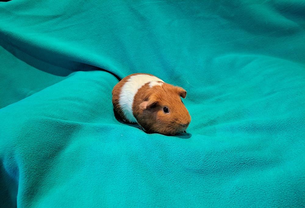 Huevos and Rancheros, a Adoptable mixed breed in South Bend, IN image 5/5