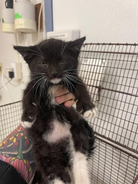 A139194, Adoptable, Kitten Female Domestic Short Hair.