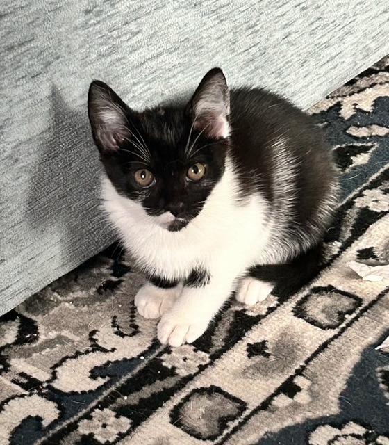 Sushi, a Adoptable Tuxedo in Westville, NJ image 2/4