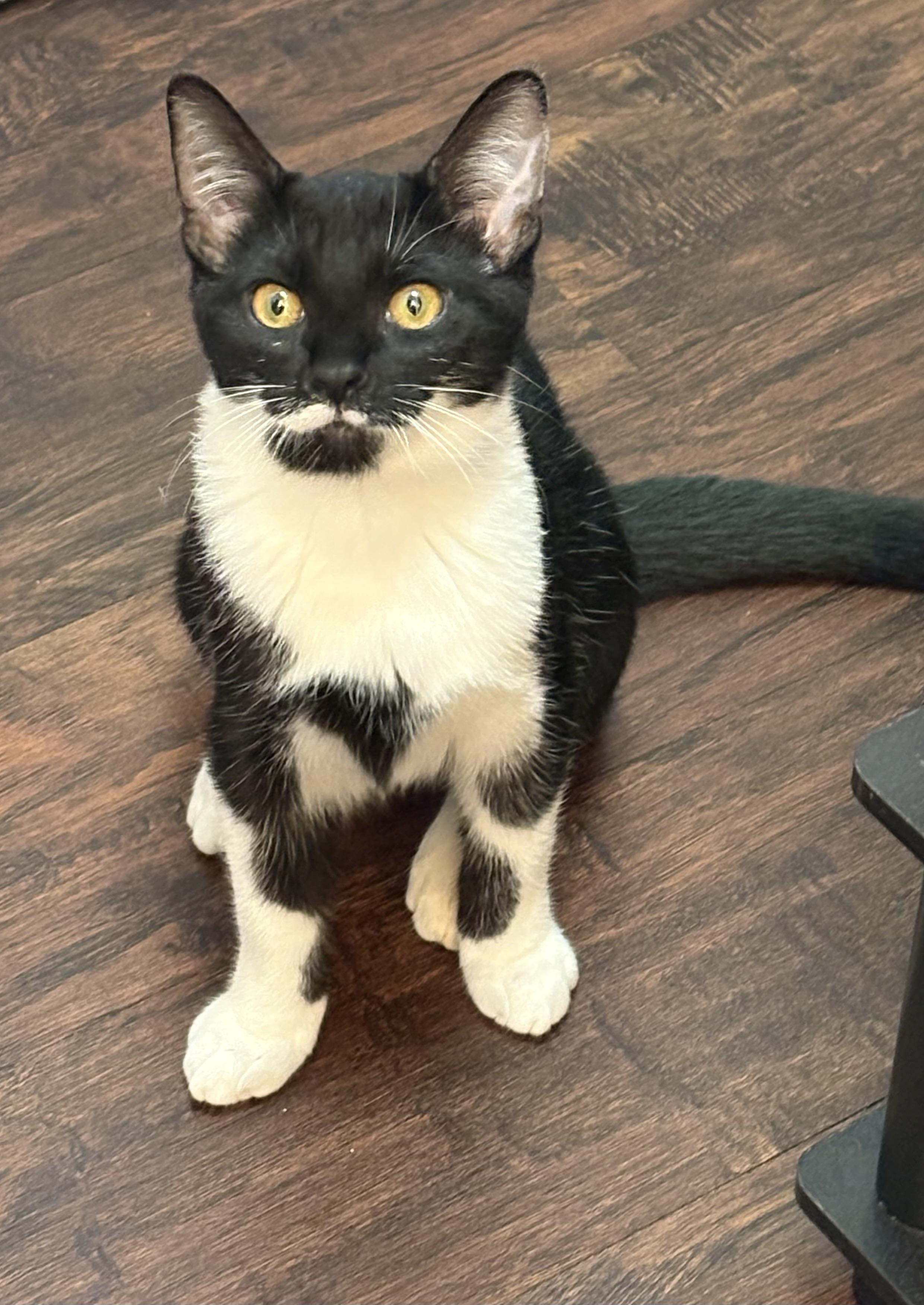 Sushi, a Adoptable Tuxedo in Westville, NJ image 1/4