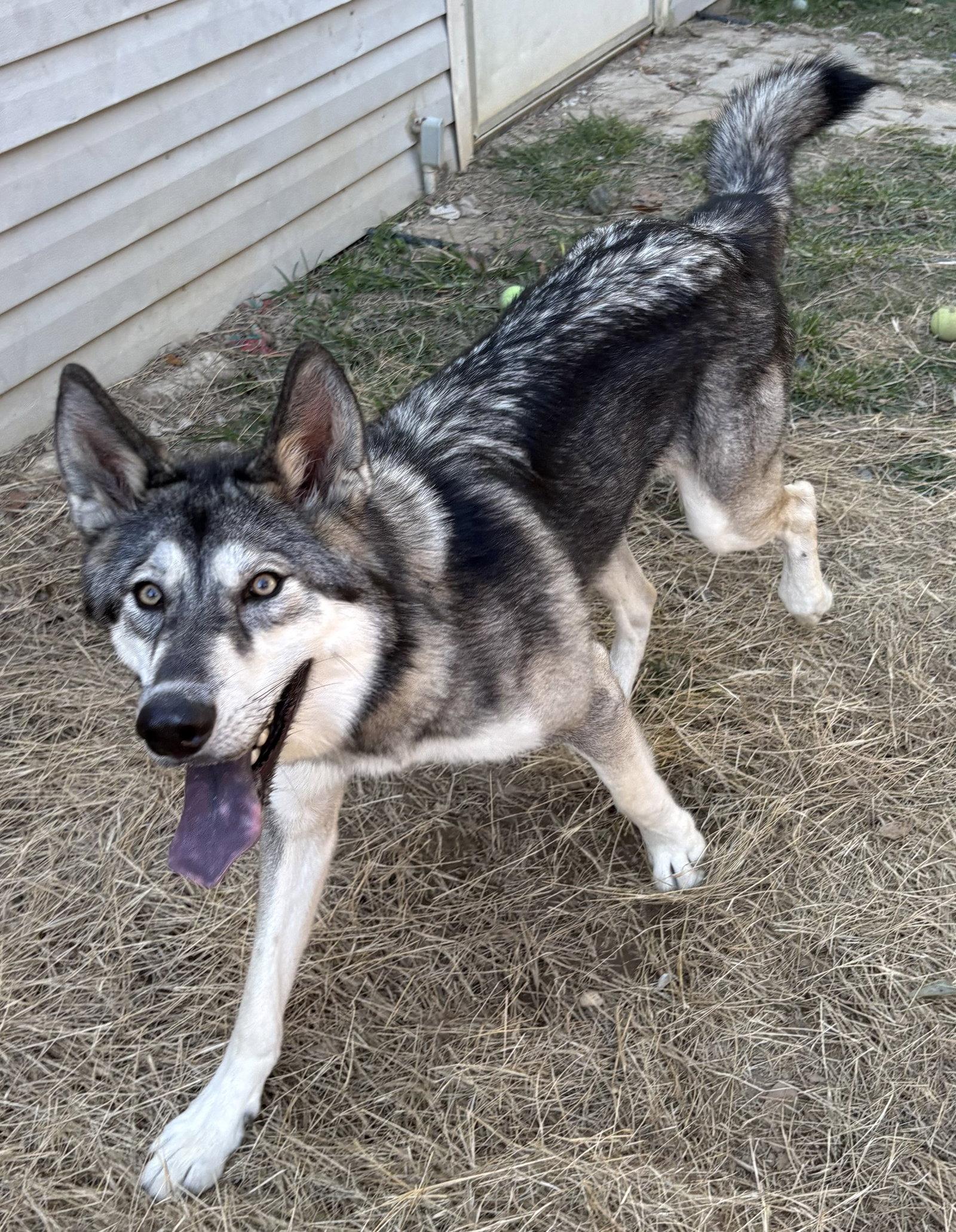 Enlarge 261610  Balto, a Adoptable mixed breed in Wetumpka, AL image 1/3