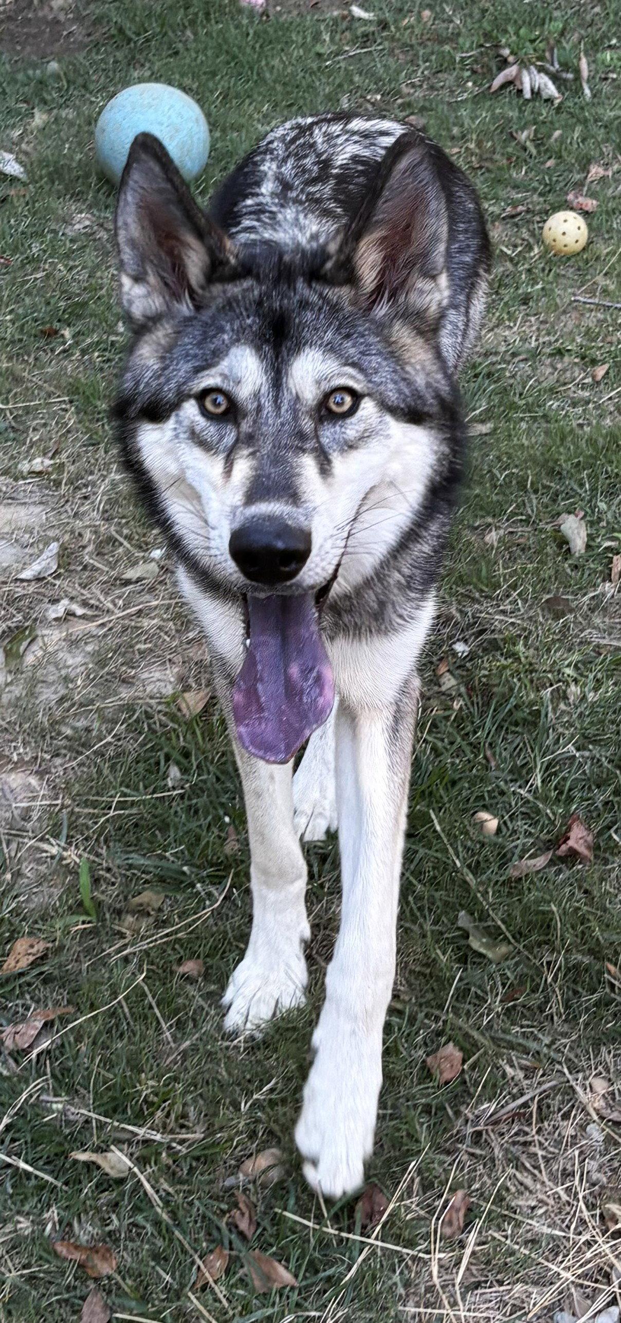 Enlarge 261610  Balto, a Adoptable mixed breed in Wetumpka, AL image 2/3